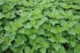Dock leaves sooth nettle stings because dock leaves don't like nettles very mych! Can A Dock Leaf Be Used To Soothe The Sting Of A Stinging Nettle Quora