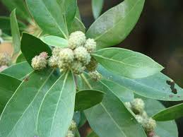 Image result for Conocarpus erectus