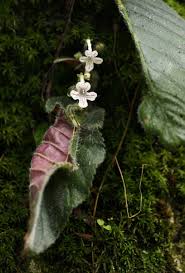 Image result for Streptocarpus hirticapsa
