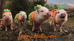 Description:rantoul food mart is a food production company located in 515 s maplewood dr, rantoul, illinois, united states. The Pork People Rantoul Foods Trim Rite Agar Home Facebook