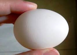 Untuk peternak merpati rasa nya belum afdol jika belom tahu cara membedakan telur bakalan yg mau di tetas kan antara lain jantan dan betina.ini saya akan men. Tips Membedakan Telur Jantan Atau Betina Den Family
