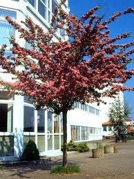 Crataegus Laevigata Paul S Scarlet Rotdorn Online Kaufen In 2020 Rotdorn Baume Kaufen Ziergeholze