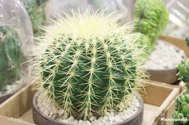 You now know the basics for how to care for a cactus. Golden Barrel Cactus Echinocactus Grusonii Plant How To Care Plantopedia