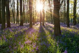Met office predictions say the temperature is expected to reach. Spring Bank Holiday Here S The Met Office Uk Weather Forecast News And Star