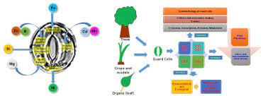 Check spelling or type a new query. The Guard Cell Ionome Understanding The Role Of Ions In Guard Cell Functions Sciencedirect