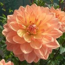 Charlie Dimmock Is A Waterlily Type Dahlia With Attractive Apricot Orange Flowers Shading To A Lemon Yellow Base Flowers Uk Plants Dahlia