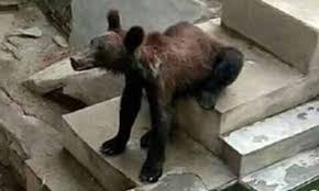 Photos Of Skinny And Haggard Bear In China Zoo Sparks Outrage Online