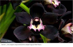 Check spelling or type a new query. Mengungkap Identitas Anggrek Hitam Papua Bbksda Papua Barat