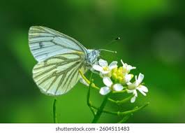 Image result for Pieris napi