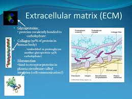 We did not find results for: A Tour Of The Cell Part Deux Edu Content Begin Cells I Nsideacell Edu Content Begin Cells I Ppt Download