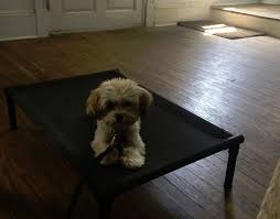 We go over your goals for you and your dog and we make a plan to create the results you want and set a date for pick up. Westchester Ny Board Train And Private Training The Guiding Leash Dog Training