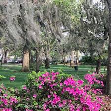 Savannah, ga georgia victory drive~azalea flowers & trees hand colored postcard. Friday Flowers In Savannah Georgia An Eye For Detail