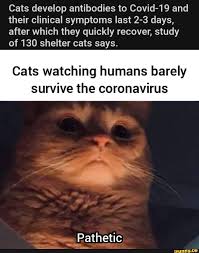 Over 30% of cats suffer from urinary tract. Cats Develop Antibodies To Covid 19 And Their Clinical Symptoms Last 2 3 Days After Which They Quickly Recover Study Of 130 Shelter Cats Says Cats Watching Humans Barely Survive The Coronavirus Pathetic Ifunny
