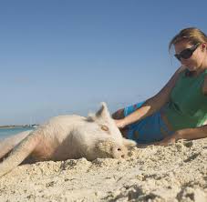 Die kleine inselgruppe exuma cays auf den bahamas. Bahamas Schwimmende Schweine Begeistern Die Urlauber Bilder Fotos Welt
