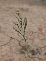 Image result for Leptochloa fusca