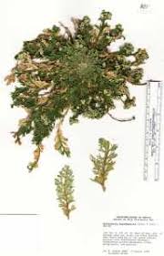 Image result for Selaginella lewalleana