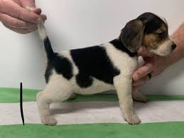 Pennsylvania tennessee texas virginia washington. Beagle Puppies Good Hunting Stock In Lake Ozark Missouri Puppies For Sale Near Me