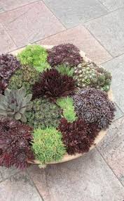 Video Vermehrung Von Hauswurz Aus Ablegern Bepflanzung Steingarten Und Vorgarten Ideen