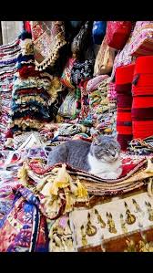 Kapalicarsi Istanbul Sevimli Kediler Guzel Kediler Kedi