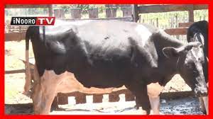 Great mugambo wa mugikuyu fm,god is forever faithful.this is marvelous before our eyes.psalms 118:23.jesus is lord.only god can do this. Urimi Wa Ng Ombe Mugambo Wa Murimi Part 1 Youtube