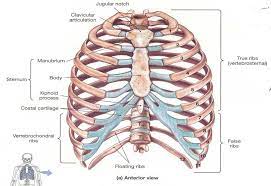 Anthropologyrib cage anatomy in *homo erectus* suggests a recent evolutionary origin of modern human body shape (nature.com). Thoracic Rib Cage Anatomy In Detail Anterior View Www Anatomynote Com Thoracic Cage Rib Cage Anatomy Thoracic