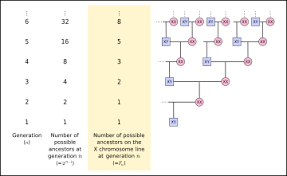 Examine and explain the picture below.what comes to your mind upon seeing it? X Chromosome Wikipedia