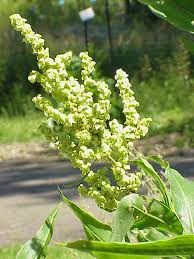 Image result for Rumex