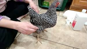 But don't panic, many health conditions do. How To Drain A Chicken With Water Belly Youtube