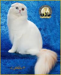 Gc Bw Nw Rumin Benedict Mio Mio Cameo Tabby White Van Male Longhair Scottish Fold 5th Best Cat In China Scottish Fold Fancy Cats Cats