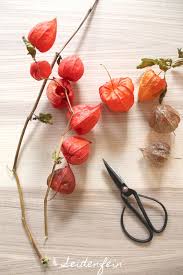 Lampionblume Einfach Orange Physalis Alkekengi Simply Orange Lampionblume Physalis Lampions
