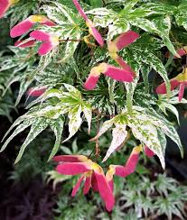 Garden World Acer Palmatum Ukigumo Aka Floating Cloud Japanese Maple Matures Into A Beautiful Small Tree Only Reaching Around 12 It Does Best As An Understory Tree Planted In Some Shade