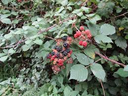 Image result for Rubus pinnatus
