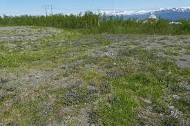 Image result for Colias tyche