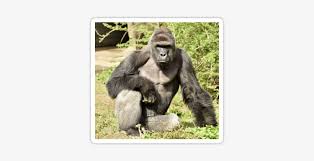 Harambe Raindrop Drop Top Memes Harambe Free Transparent Png Download Pngkey