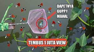 Ikan guppy termahal 2021 ikan guppy black moscow blue moscow champion purple black samurai x koi. I Catching Guppies At Longkang Apa Itu Pkp