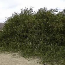 Image result for Salvadoraceae