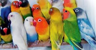 Mungkin sebagian dari kita sebelum membeli burung lovebird, sebelumnya dengan memperhatikan dari turunan itu sendiri. Lovebird Gigit Ruji Ketika Ngekek Panjang Ini Cara Mengatasinya