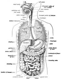 Digestive system steps digestive system for kids digestive system anatomy human digestive system human body systems human. Human Digestive System Wikipedia