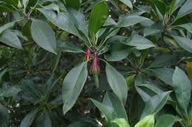 Image result for Bruguiera