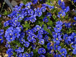 Trusted florist for over 20 years. Dampiera Diversifolia An Australian Native Ground Cover Covered In Deep Blue Flowers From Spring To Australian Native Flowers Australian Flowers Ground Cover
