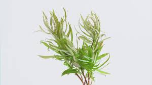 Image result for Nesaea