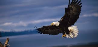 The eagles are an american rock band formed in los angeles in 1971. Young Bald Eagles Live Life In The Fast Lane Hakai Magazine