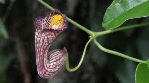 Image result for Aristolochia triactina