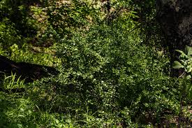 Image result for Coddia rudis