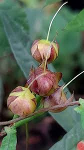 Image result for Xenostegia alatipes