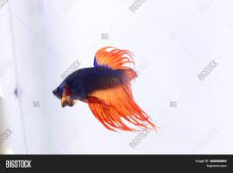 Maybe you would like to learn more about one of these? Orange Crowntail Fancy Image Photo Free Trial Bigstock