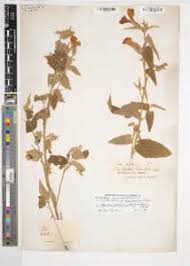 Image result for Abutilon longicuspe