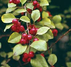 Image result for Rosaceae