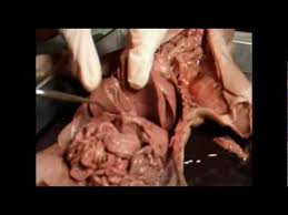 Carnivores and omnivores possess a simple monogastric digestive system. Fetal Pig Dissection Part 3 Digestive System Youtube