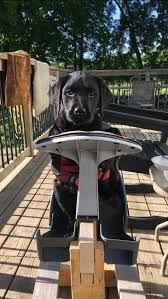 Join our community of paw lovers across the u.s. Yellow Black Chocolate Labrador Puppies For Sale In Ontario Asklar Labradors